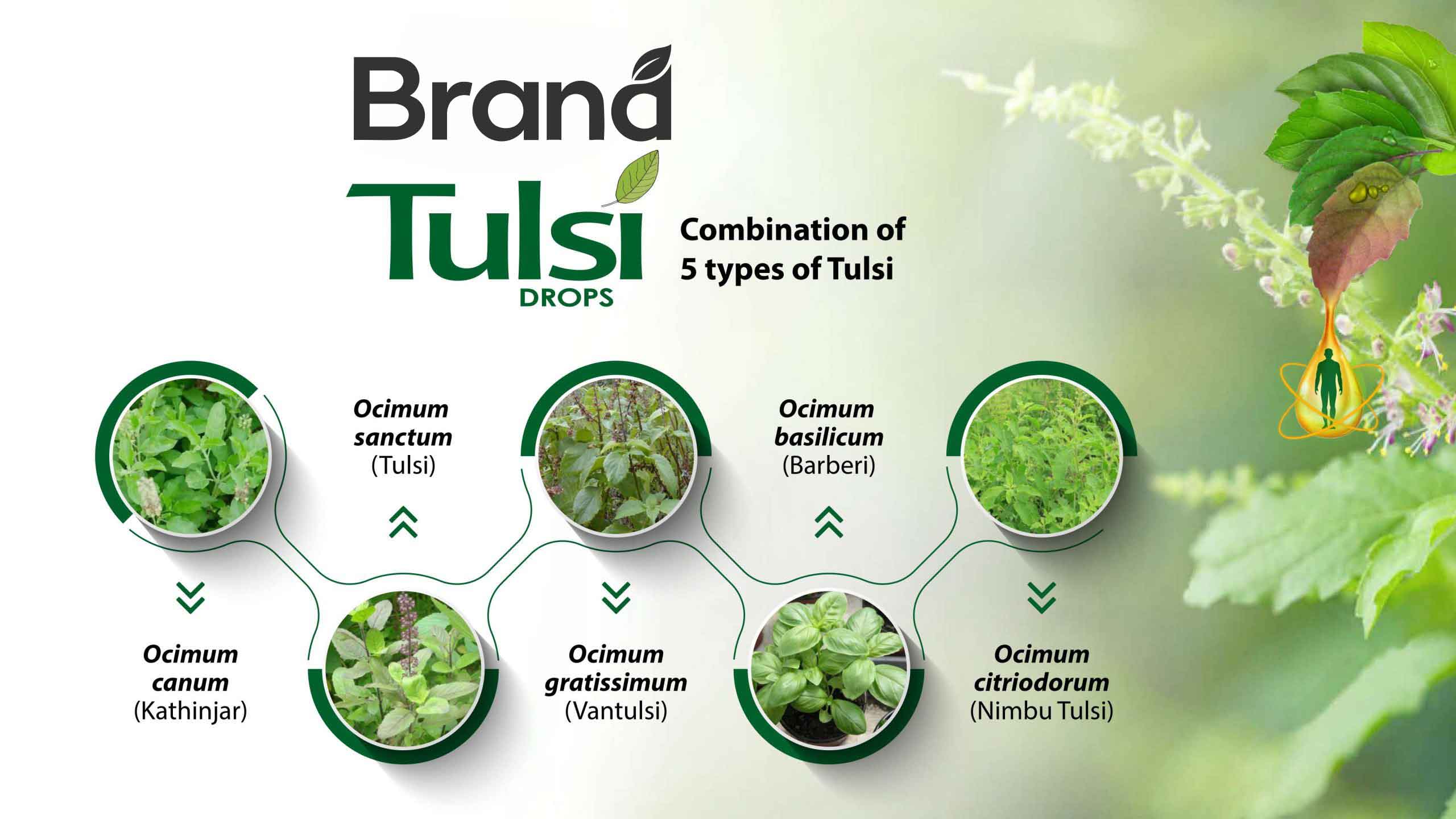 Five types of tulsi infographic design