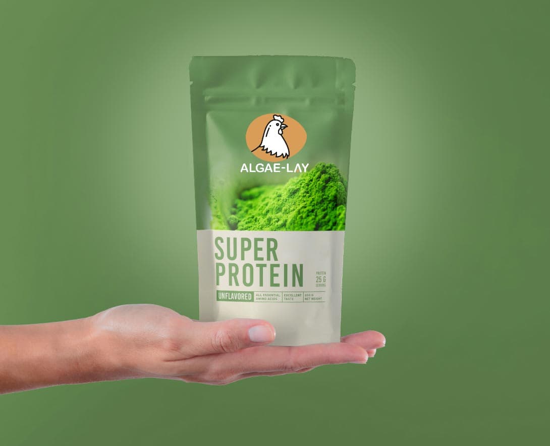 Spirulina production layout